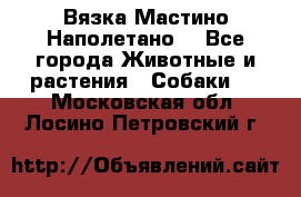 Вязка Мастино Наполетано  - Все города Животные и растения » Собаки   . Московская обл.,Лосино-Петровский г.